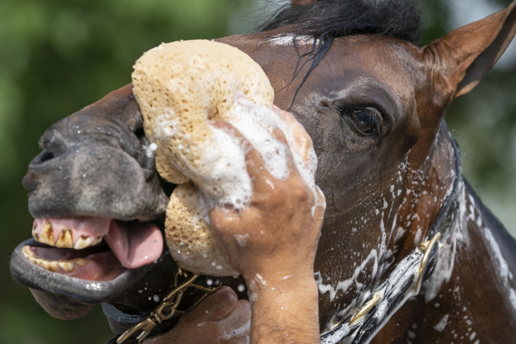 APTOPIX Belmont Stakes Horse Racing